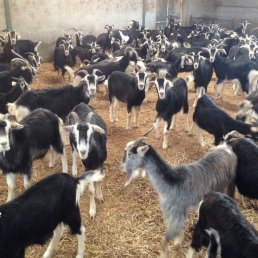 FORO AGRO GANADERO, La App MiRebaño, para el control de las reses desde el móvil, se presenta en la Feria de Ganadería FIGAN