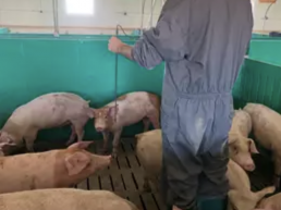 FORO AGRO GANADERO, La empresa segoviana Innoporc se suma a la 'Alianza por la Formación Profesional'