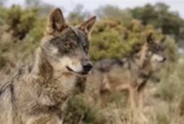 FORO AGRO GANADERO, Lobo Ibérico: Cazar lobos estará prohibido en toda España