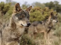 FORO AGRO GANADERO, Lobo Ibérico: Cazar lobos estará prohibido en toda España