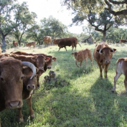 FORO AGRO GANADERO, Reaparece el ántrax, la enfermedad del esquilador que seduce al bioterrorismo