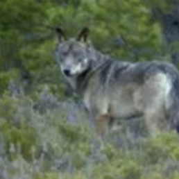 FORO AGRO GANADERO, Convivencia entre humanos y el lobo es posible