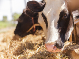 FORO AGRO GANADERO, España quiere tener su primera norma de ordenación de granjas de vacuno