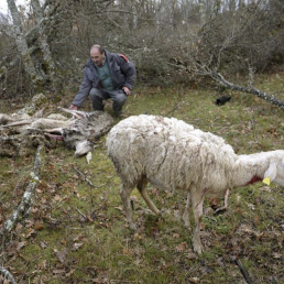 FORO AGRO GANADERO, El noroeste defiende el control del lobo ante 10.000 muertes de ganado al año