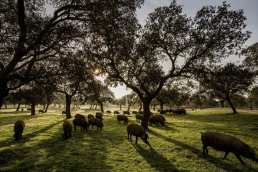 foro agro ganadero, La COVID reducirá la carga de cerdos en una montanera buena en bellota