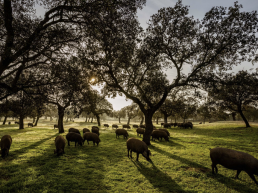 foro agro ganadero, La COVID reducirá la carga de cerdos en una montanera buena en bellota