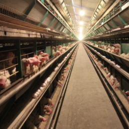 FORO AGRO GANADERO, El sector del huevo se enfrenta a su enésima reconversión