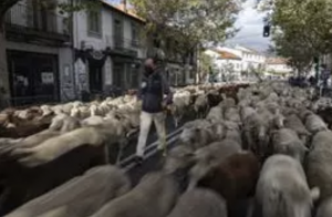 FORO AGRO GANADERO, Fiesta de la Trashumancia: ovejas y cabras cruzarán el centro de Madrid 