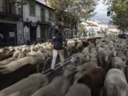 FORO AGRO GANADERO, Fiesta de la Trashumancia: ovejas y cabras cruzarán el centro de Madrid