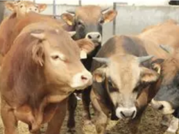 FORO AGRO GANADERO, Los agricultores y ganaderos turolenses tendrán una ayuda complementaria