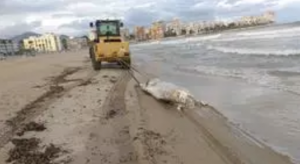 FORO AGRO GANADERO, Aparece el cadáver de una vaca de 600 kg en la playa de El Campello