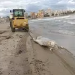 FORO AGRO GANADERO, Aparece el cadáver de una vaca de 600 kg en la playa de El Campello
