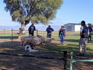 FORO AGRO GANADERO, Curso de adiestramiento de perros para cuidado de ganado