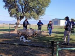 FORO AGRO GANADERO, Curso de adiestramiento de perros para cuidado de ganado
