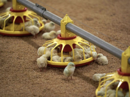 FORO AGRO GANADERO, El sector avícola puede perder más de 300 millones por carestía de insumos