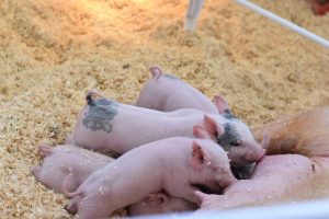 FORO AGRO GANADERO, Grup Gepork amplía a 9 el número de granjas certificadas con el sello de Compromiso Bienestar Animal 