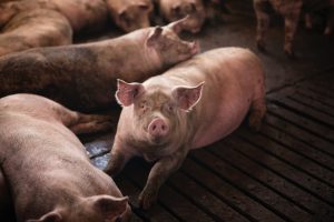 FORO AGRO GANADERO, Diecinueve países piden ayuda a la UE por la crisis en el sector porcino