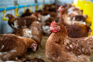 FORO AGRO GANADERO, El sector del huevo se enfrenta a su enésima reconversión
