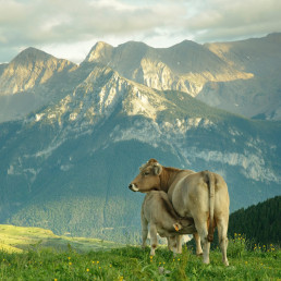 FORO AGRO GANADERO, PROVACUNO apuesta por investigación e innovación