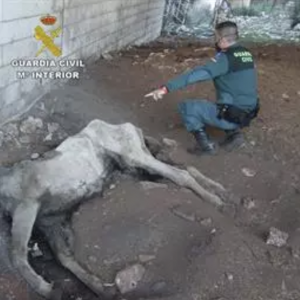 FORO AGRO GANADERO, Dos investigados en Cabra por presunto maltrato animal a una yegua muerta por desnutrición severa