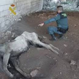 FORO AGRO GANADERO, Dos investigados en Cabra por presunto maltrato animal a una yegua muerta por desnutrición severa