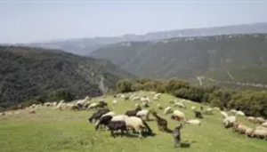FORO AGRO GANADERO, Barcelona fomenta la ganadería en el Parc Natural del Montseny