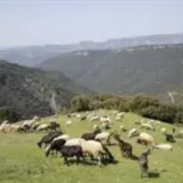 FORO AGRO GANADERO, Barcelona fomenta la ganadería en el Parc Natural del Montseny