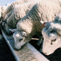 Foro Agroganadero, Incertidumbre en la ganadería con una carestía sin fin de los piensos