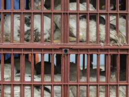 Foro Agro Ganadero, Francia experimentará dos vacunas para la gripe aviar