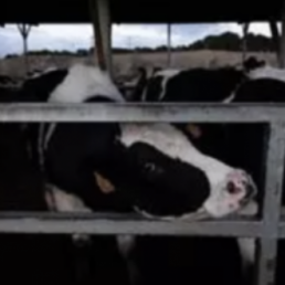 Salud Pública contra macrogranjas