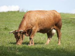 FORO AGRO GANADERO, La industria cárnica defiende que la producción gallega supera 