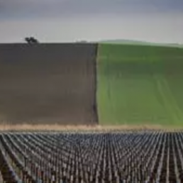 FORO AGRO GANADERO, Se pide que Europa permita pastar al ganado en las superficies de barbecho correspondientes al pago verde de la PAC