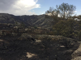 FORO AGRO GANADERO, ASAJA logra que se levante el acotamiento de pastos tras el incendio forestal de Navalacruz