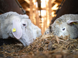 FORO AGRO GANADERO, Abierto el plazo para las ayudas para la construcción o ampliación de cebaderos de las especies bovina, ovina o caprina