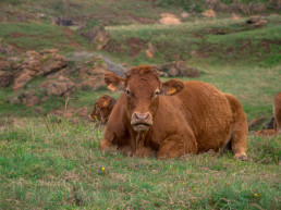 FORO AGRO GANADERO, Los pagos de ayudas directas de la PAC de la campaña 2021 superaron, a fecha 31 de diciembre, los 4.009 millones de euros