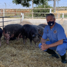 FORO AGRO GANADERO, Opinión de Antonio Palomo : JABALI RURAL Y URBANO