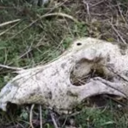 FORO AGRO GANADERO, PACMA difunde otro zulo de galgos muertos 