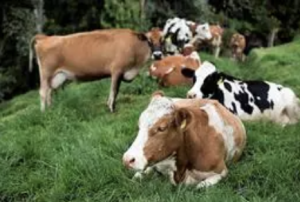 FORO AGRO GANADERO, España, a la cola de Europa en precios de la leche en origen, según UPA