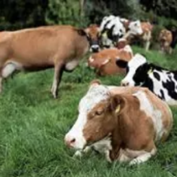 FORO AGRO GANADERO, España, a la cola de Europa en precios de la leche en origen, según UPA