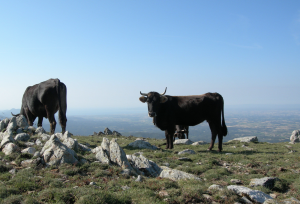 FORO AGRO GANADERO, La vaca de la Albera, una raza en peligro de extinción 