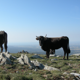 FORO AGRO GANADERO, La vaca de la Albera, una raza en peligro de extinción
