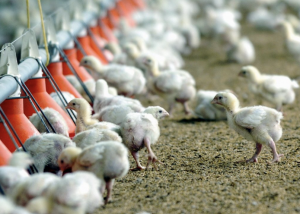 FORO AGRO GANADERO, El sector avícola sevillano calcula pérdidas de 50.000 euros por granja debido a la gripe aviar