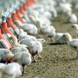 FORO AGRO GANADERO, El sector avícola sevillano calcula pérdidas de 50.000 euros por granja debido a la gripe aviar