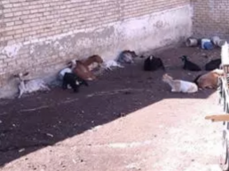 FORO AGRO GANADERO, Estado de las cabras y perros en Aguilar de la Frontera (Córdoba)