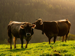 FORO AGRO GANADERO, El Ministerio de Agricultura, Pesca y Alimentación convoca ayudas por 4,75 millones de euros para la conservación, mejora y fomento de razas ganaderas