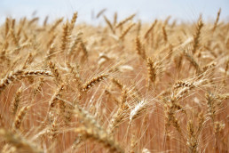 FORO AGRO GANADERO, El secretario general de Agricultura y Alimentación analiza con el sector cerealista y de piensos el impacto de la invasión rusa de Ucrania