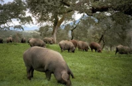 Axon Comunicacion, Estabilidad en una montanera que acaba con más de 682.400 cerdos sacrificados