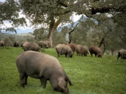 Axon Comunicacion, Estabilidad en una montanera que acaba con más de 682.400 cerdos sacrificados