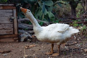 FORO AGRO GANDERO, El brote de gripe aviar en Valladolid suma 44 aves muertas, cuatro de ellas patos del Campo Grande