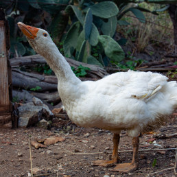 FORO AGRO GANDERO, El brote de gripe aviar en Valladolid suma 44 aves muertas, cuatro de ellas patos del Campo Grande